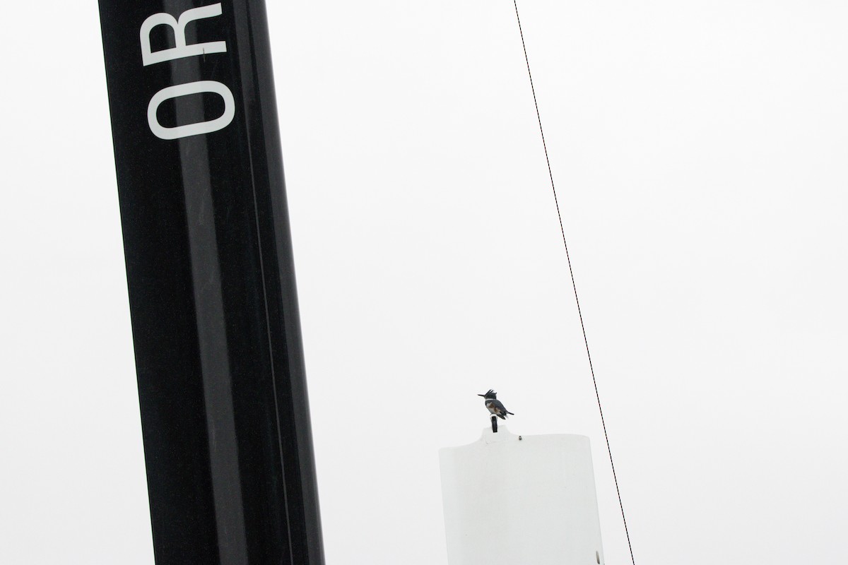 Рибалочка-чубань північний - ML647397260