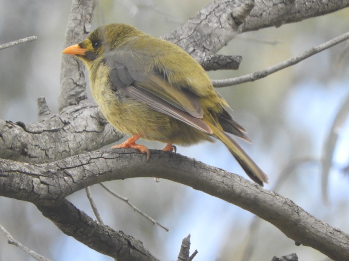 Манорина зелена - ML647397262