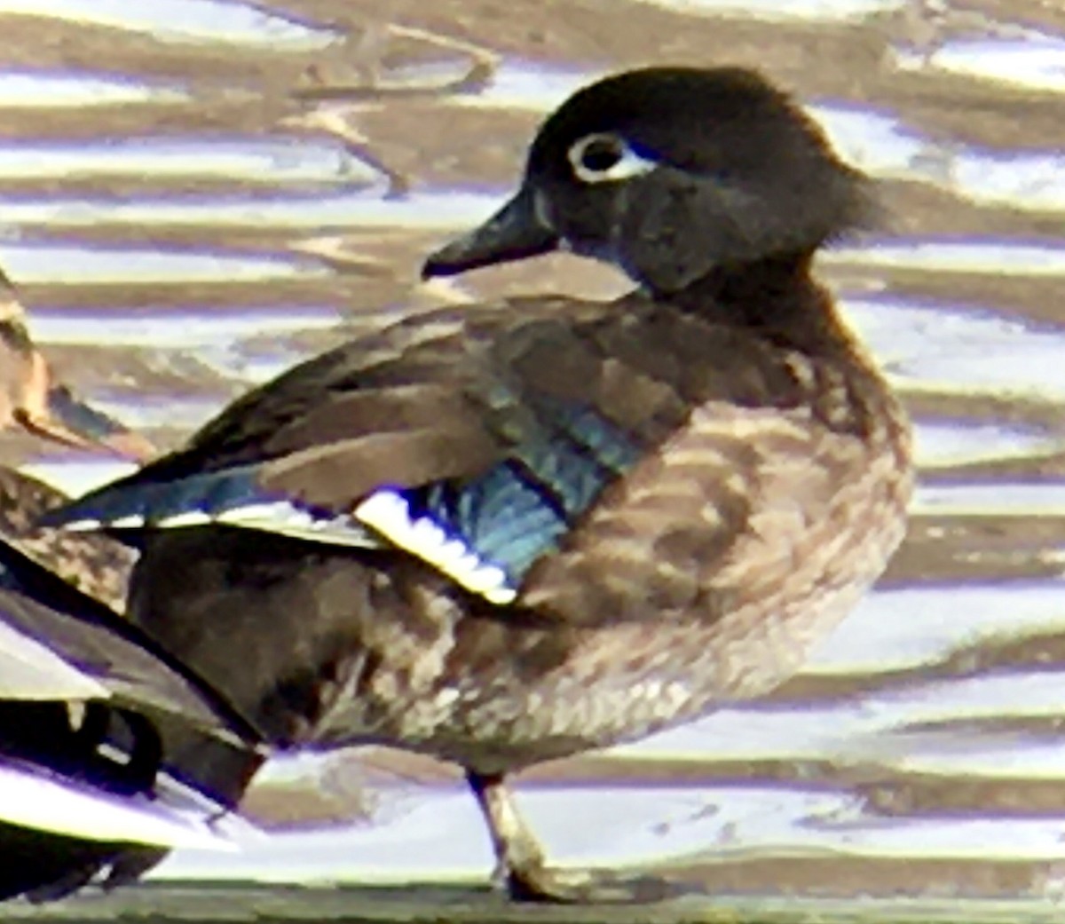 Каролінка - ML647397263