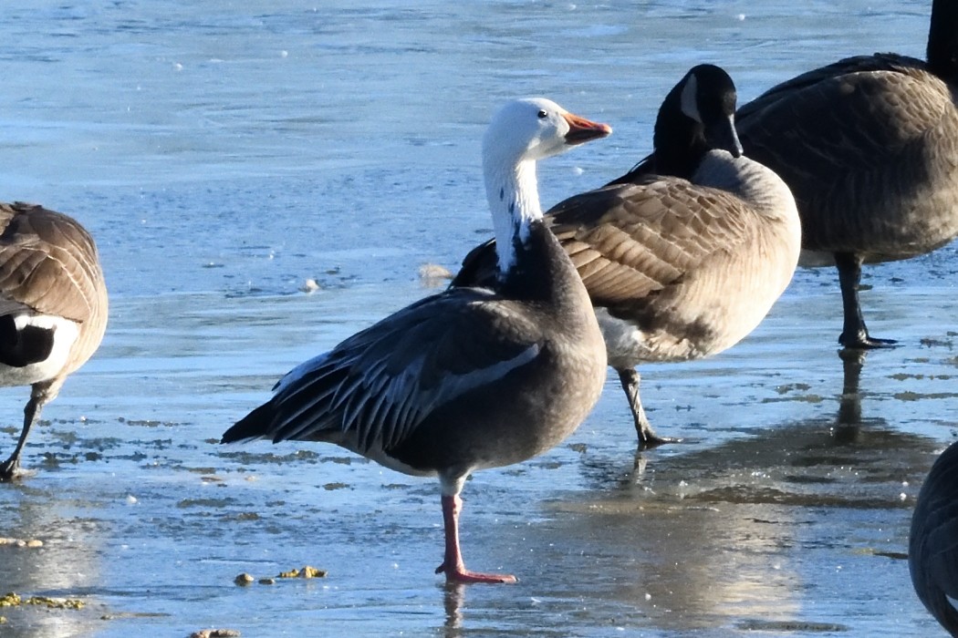 Гуска біла - ML647397265