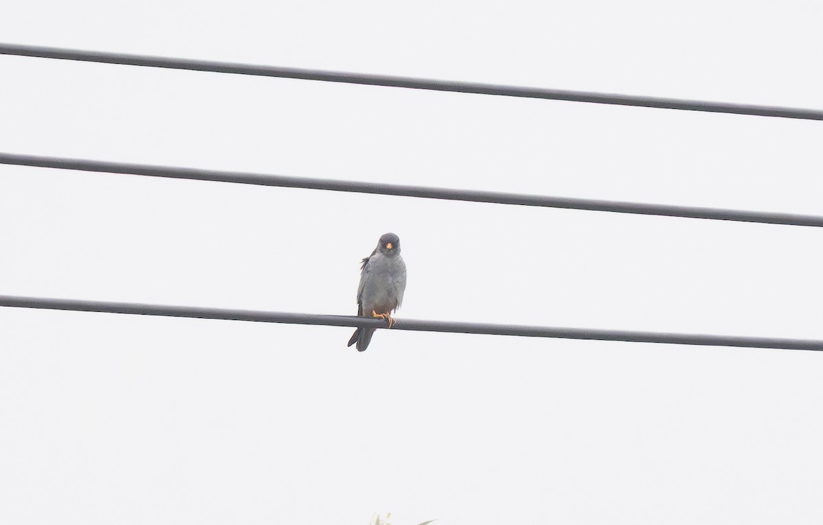 Кібчик амурський - ML647397266