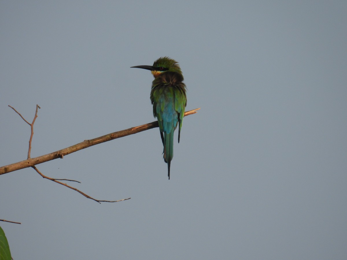 Бджолоїдка синьохвоста - ML647397267