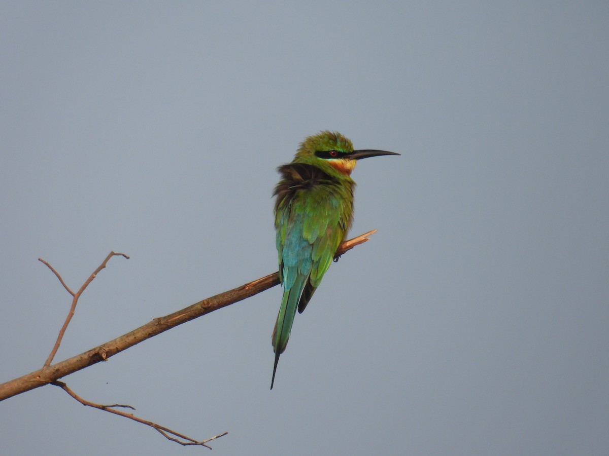 Бджолоїдка синьохвоста - ML647397268