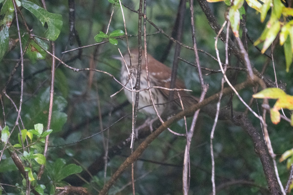 Cuitlacoche Rojizo - ML647397272