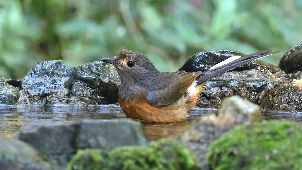 Шама білогуза - ML647397273