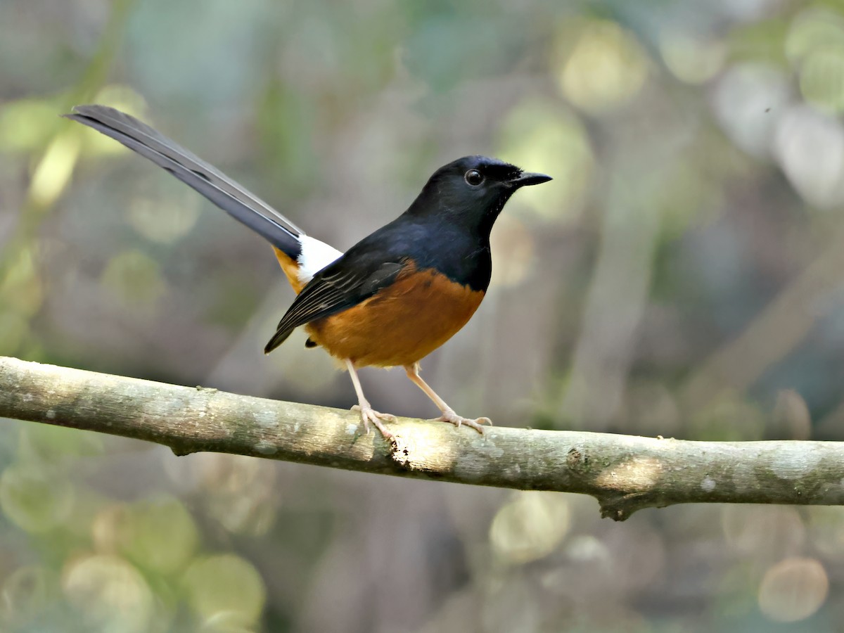 Shama Malabar - ML647397274