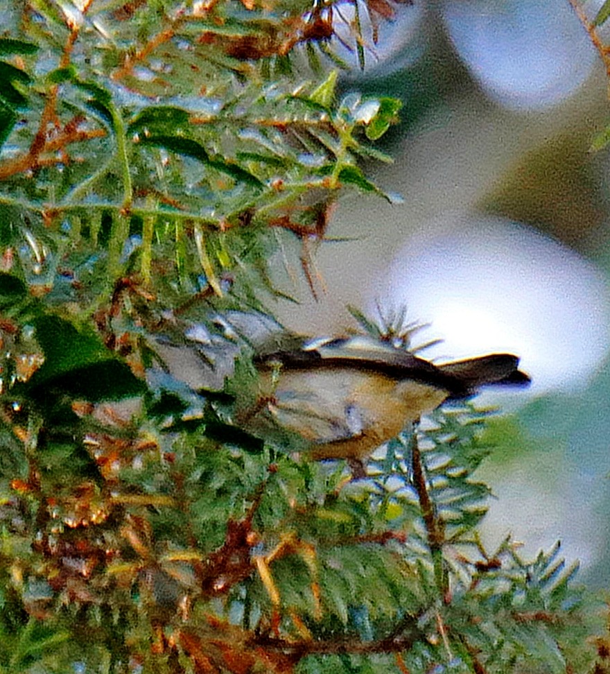 Reyezuelo Sencillo - ML647397276