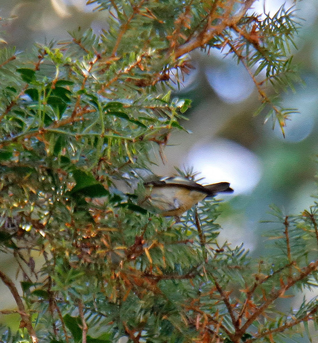 Reyezuelo Sencillo - ML647397277