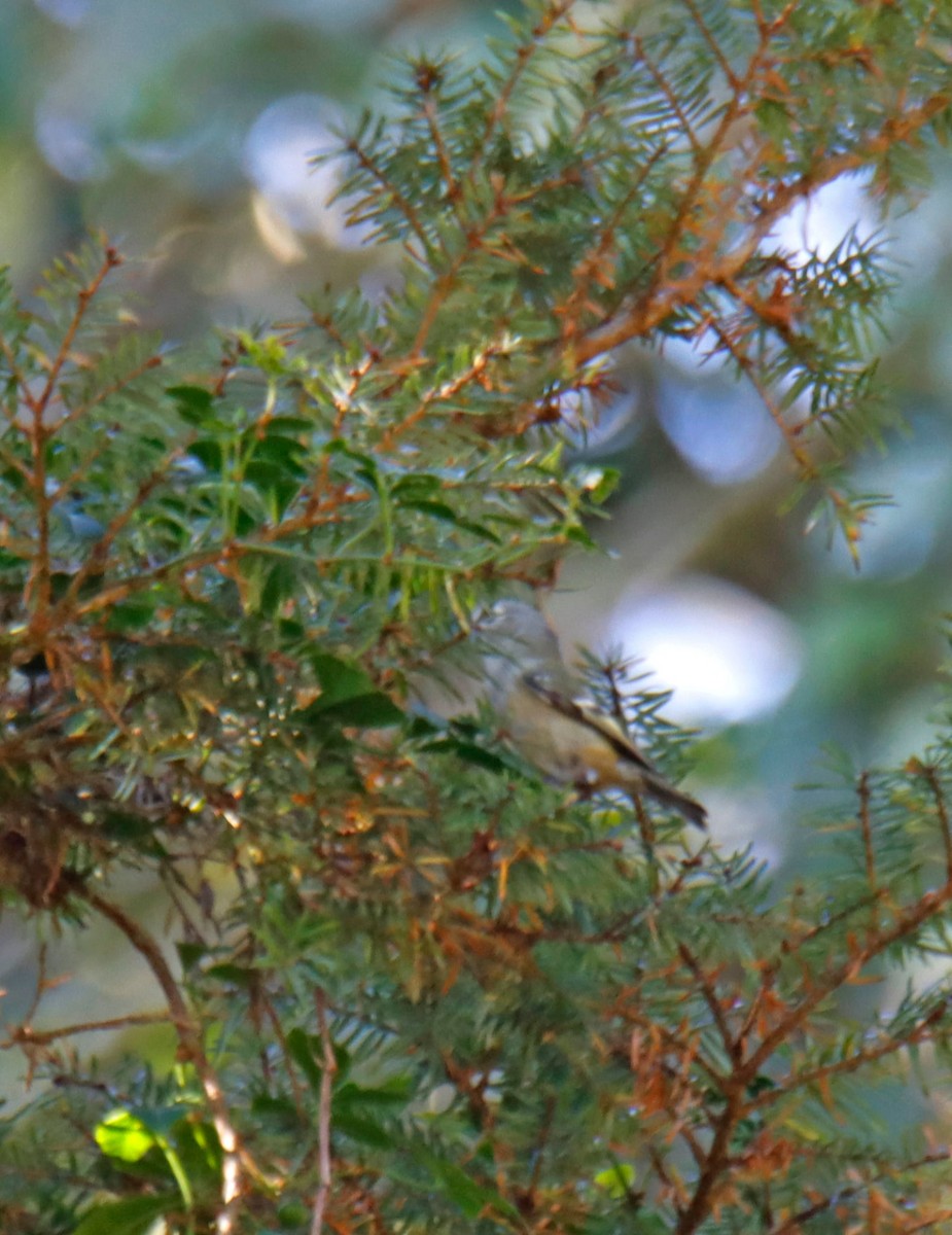 Reyezuelo Sencillo - ML647397278