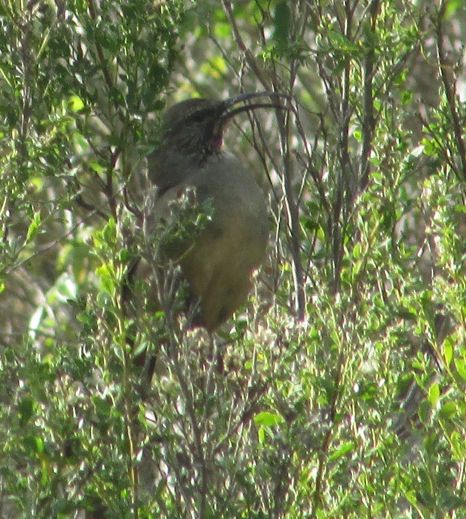 Cuitlacoche Californiano - ML647397281