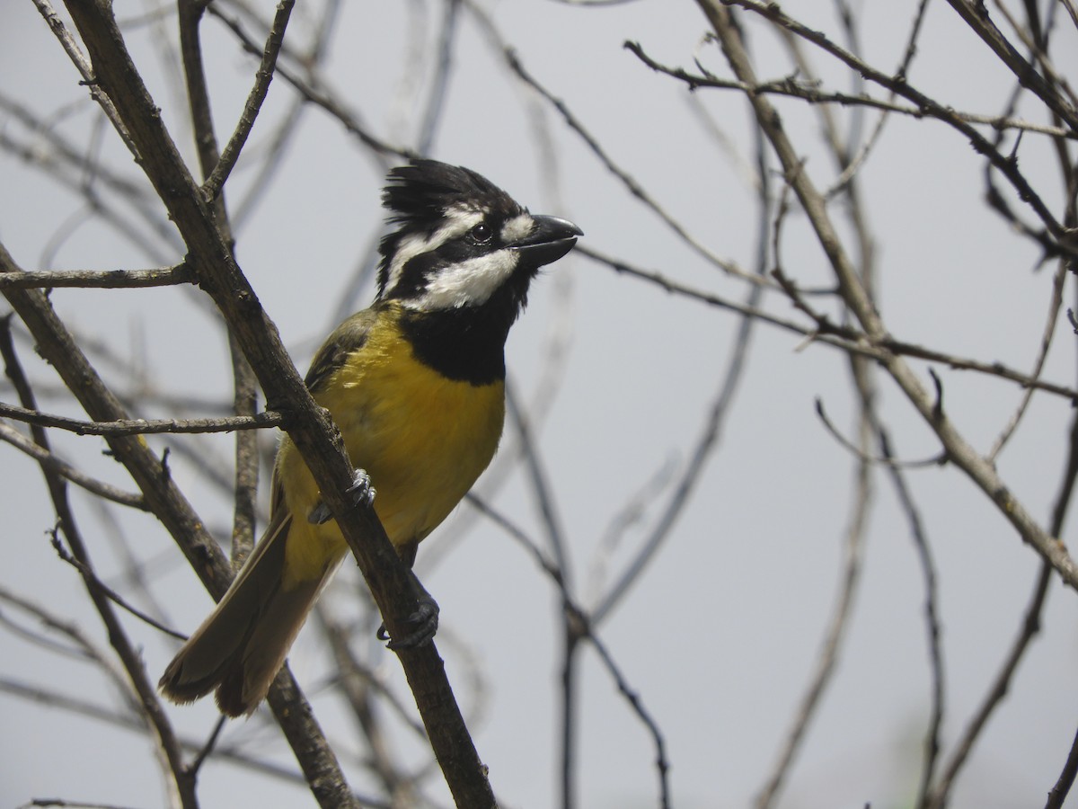 Silbador Cabezón Oriental - ML647397283