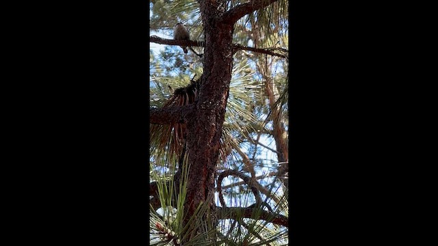 Trepador Enano - ML647397291