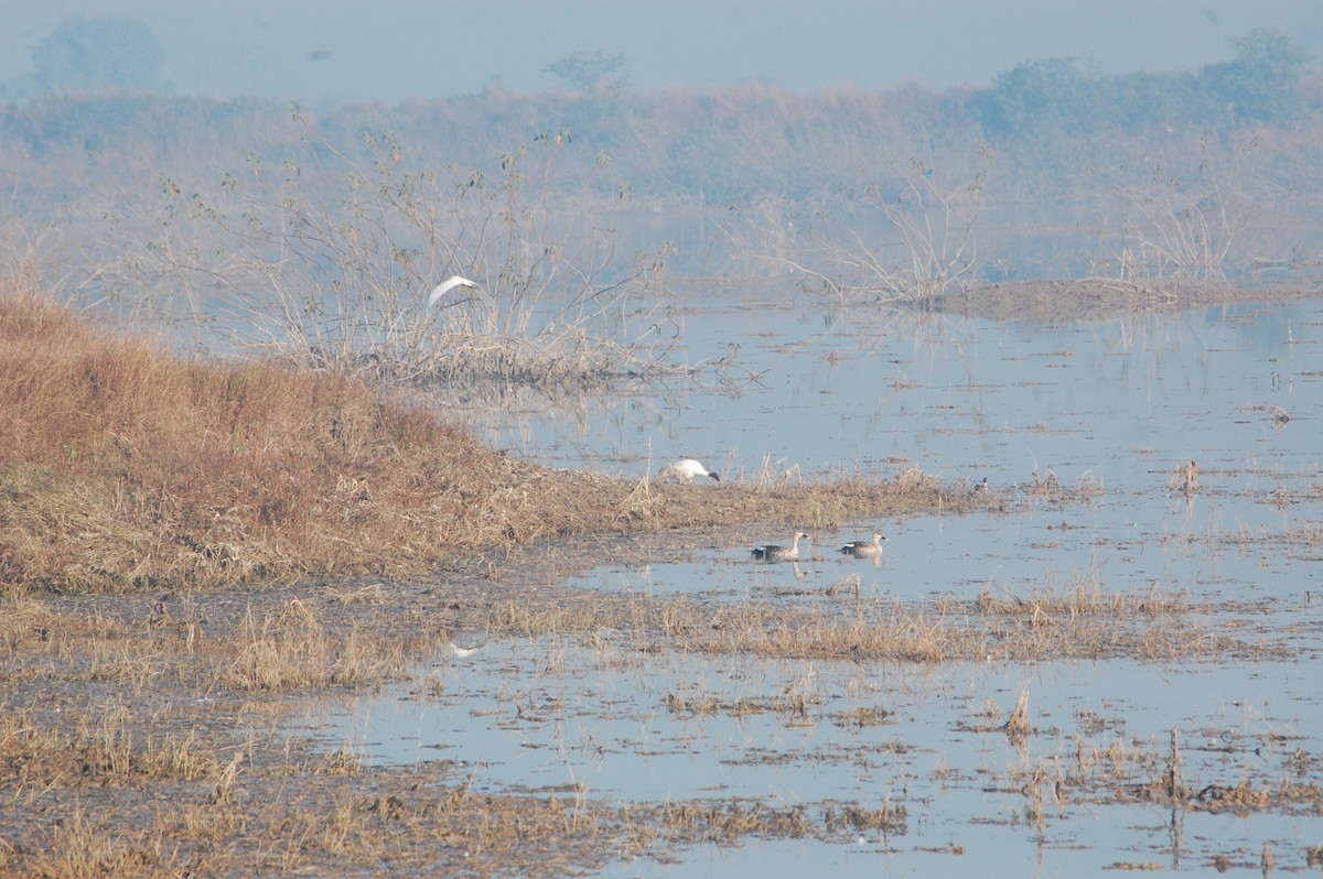 Ibis Oriental - ML647397292