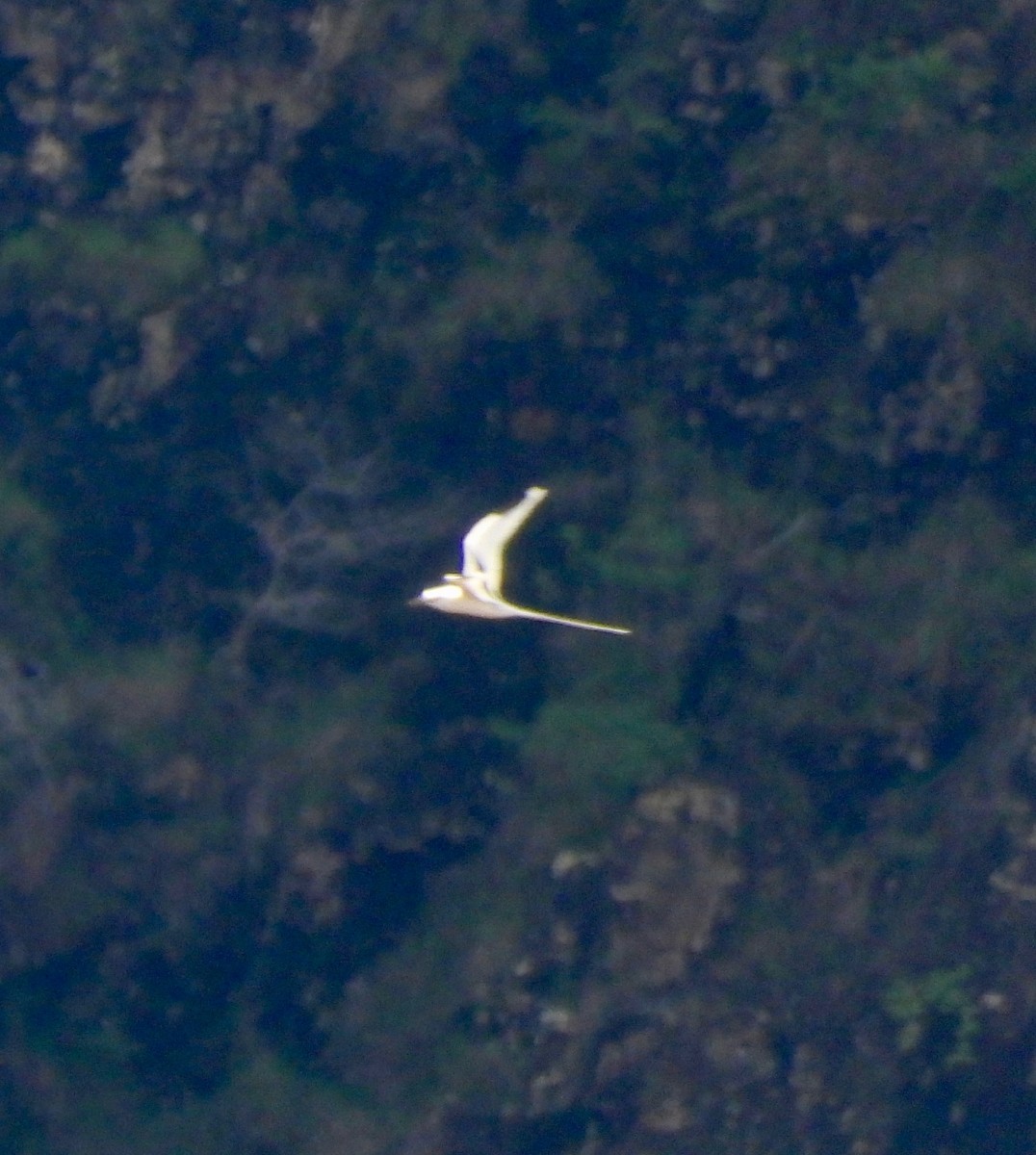 Rabijunco Menor - ML647397299