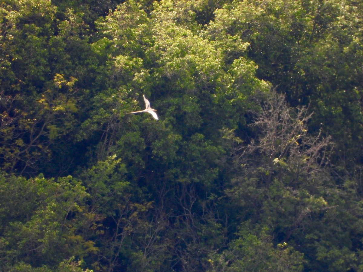 Rabijunco Menor - ML647397300