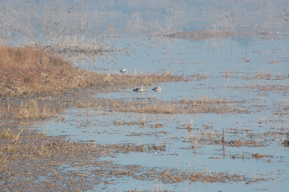 Ánade Picopinto Indio - ML647397304