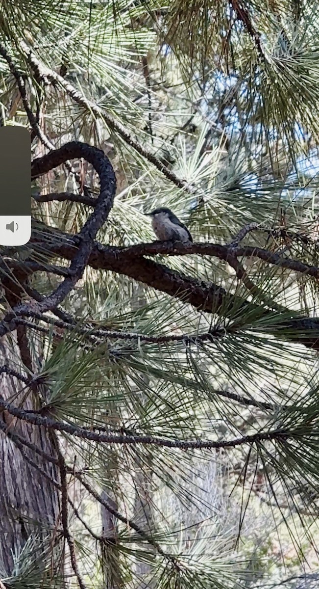 Trepador Enano - ML647397307