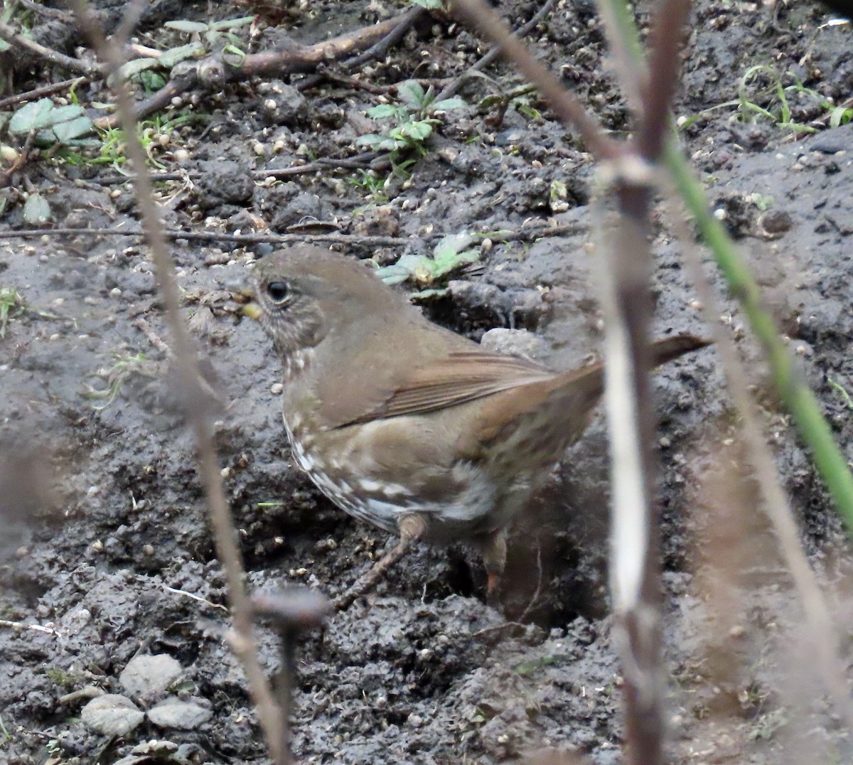 Chingolo Zorruno (grupo unalaschcensis) - ML647397309