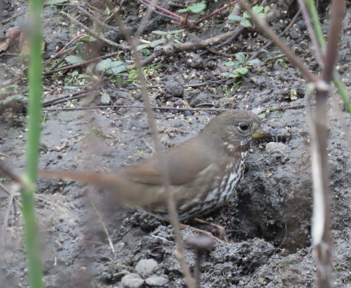 Chingolo Zorruno (grupo unalaschcensis) - ML647397310