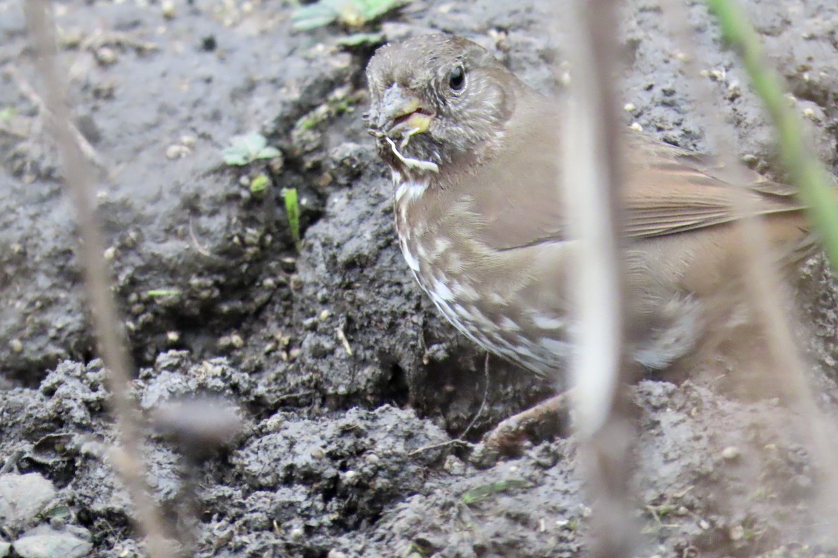 Chingolo Zorruno (grupo unalaschcensis) - ML647397311