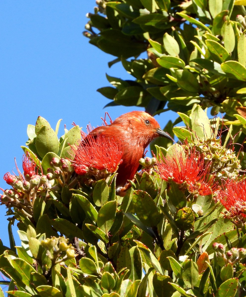 Apapane - ML647397312