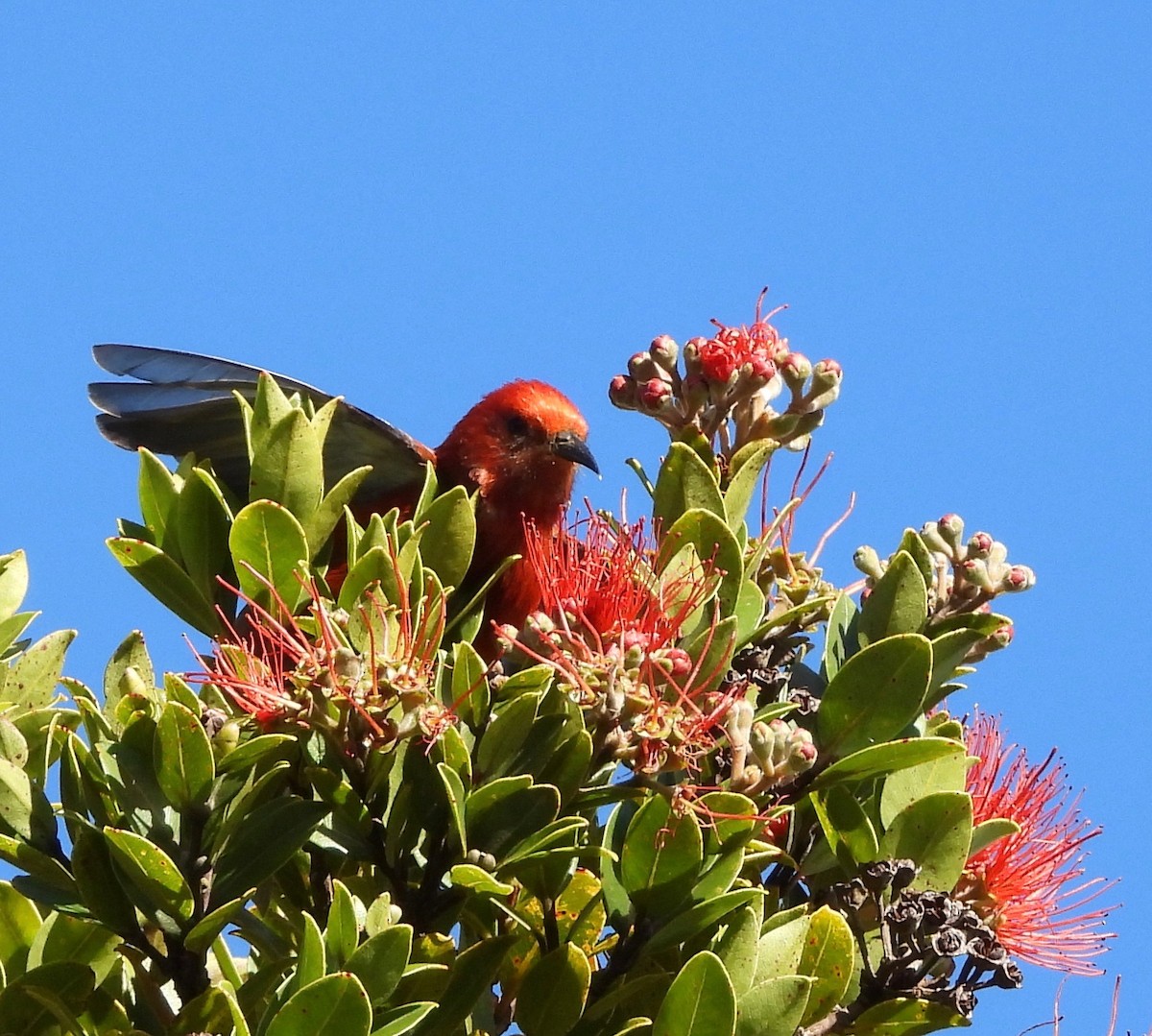 Apapane - ML647397313