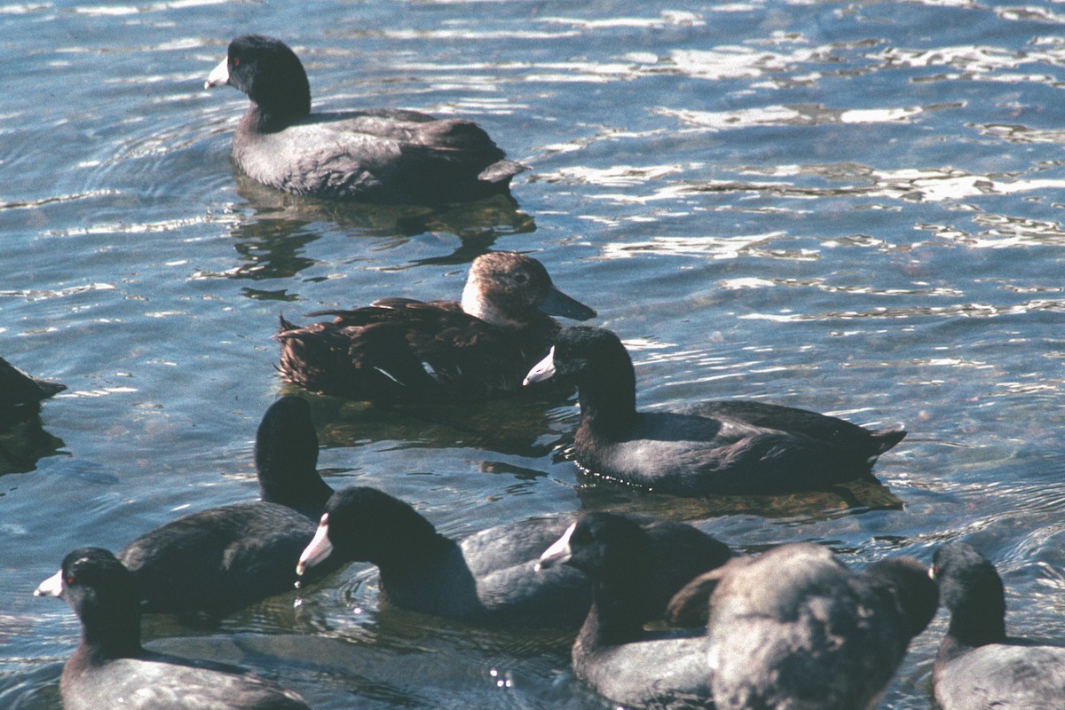 Silbón Europeo - ML647397314