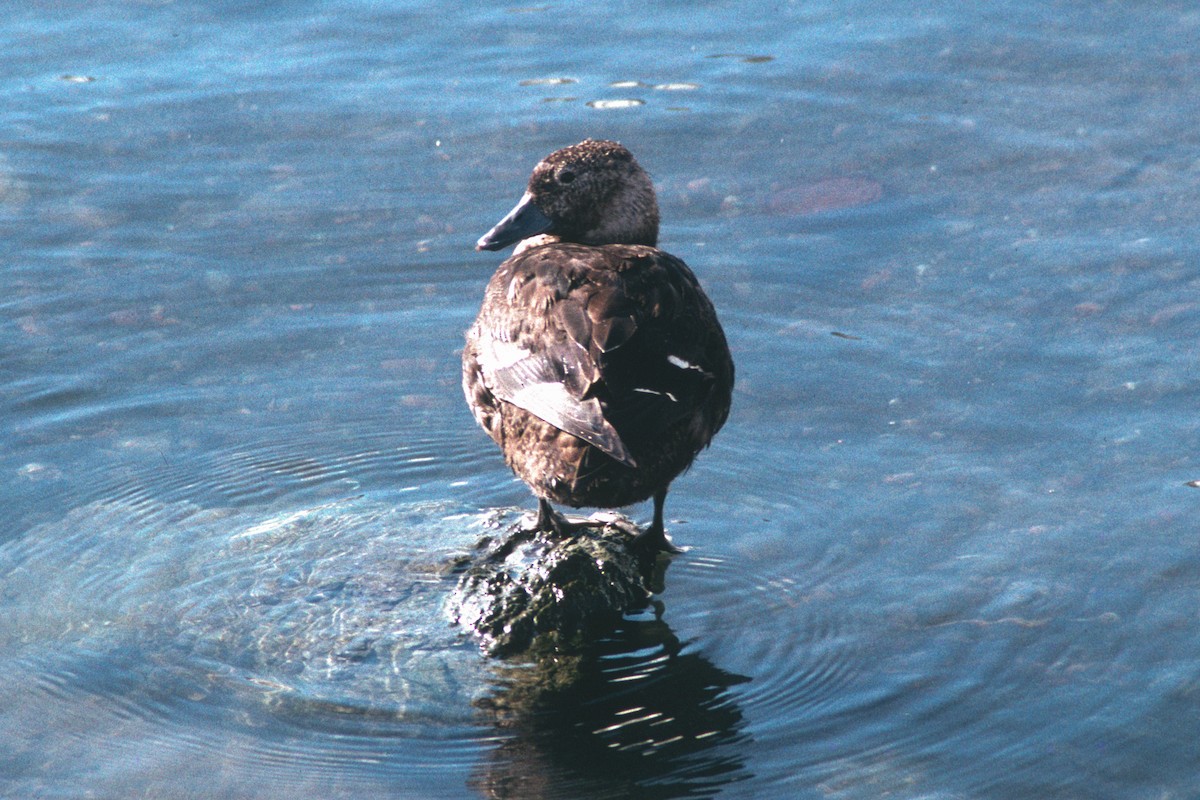 Silbón Europeo - ML647397315