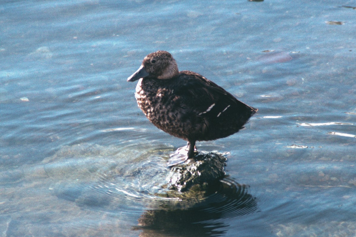 Silbón Europeo - ML647397316