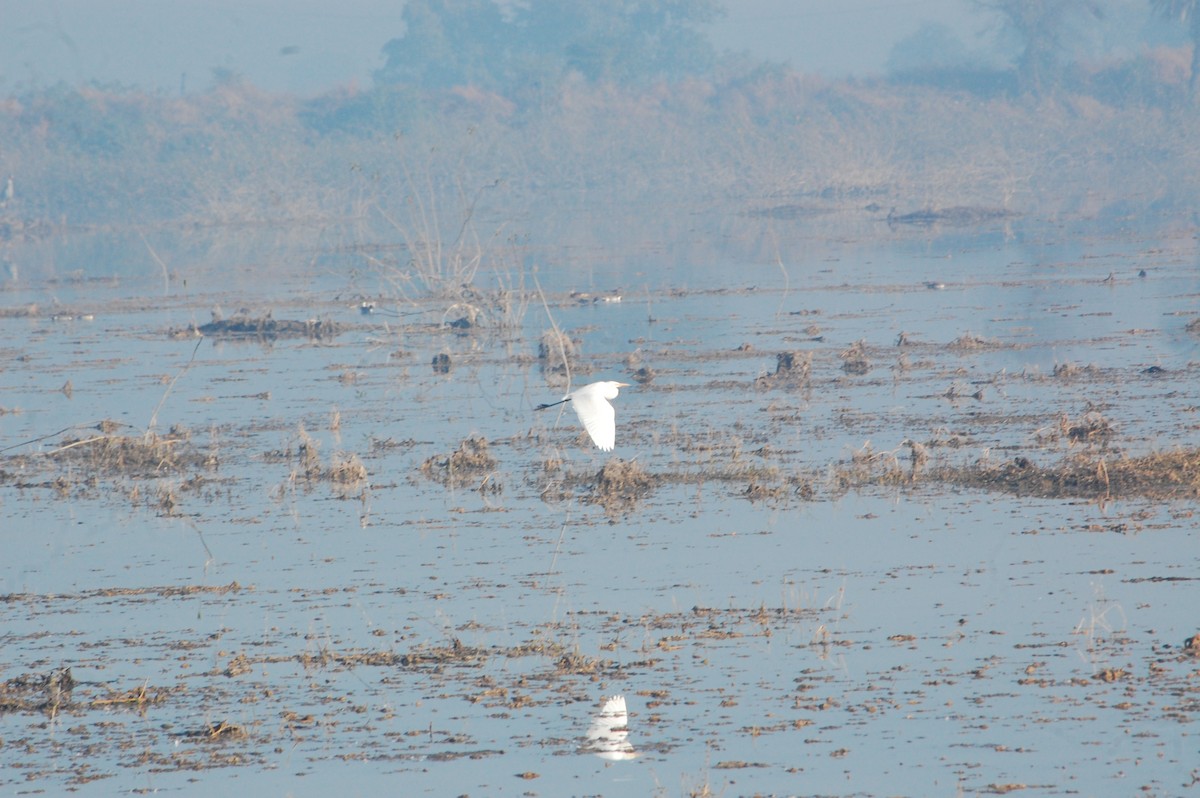 Garceta Grande - ML647397317