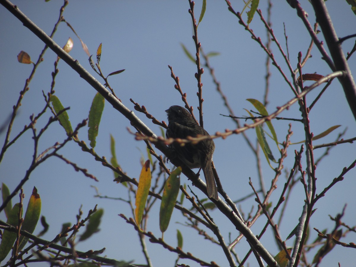 Chingolo Cantor - ML647397318