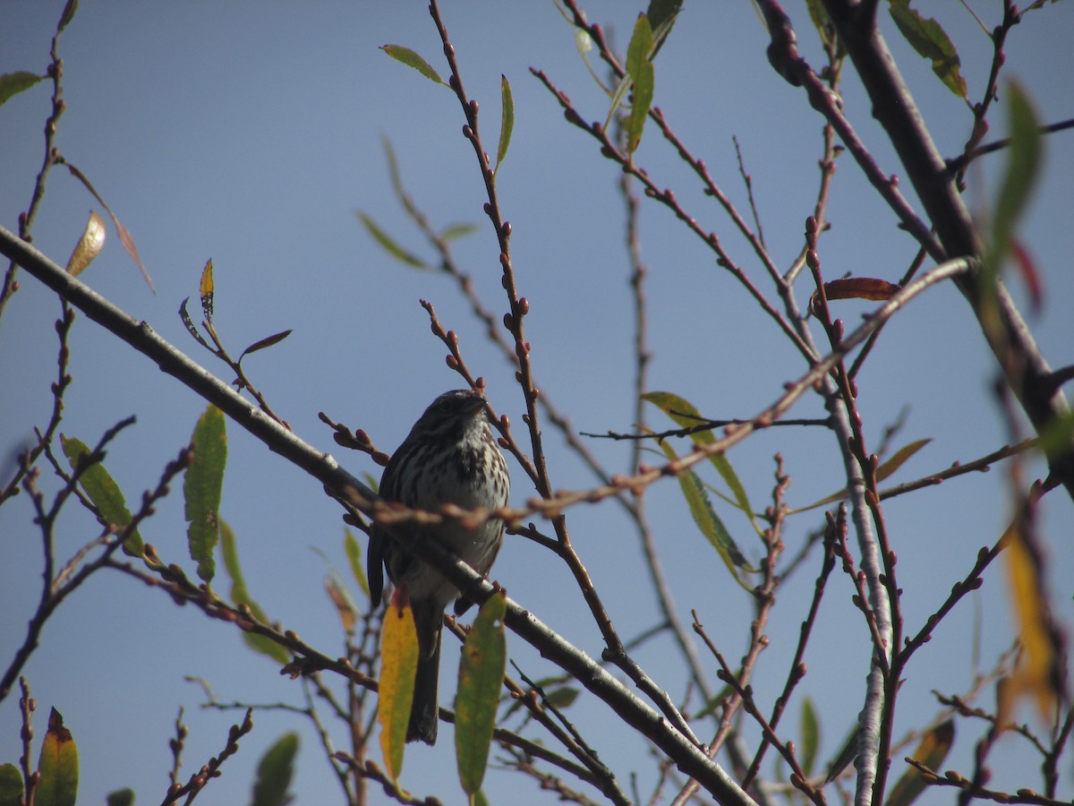 Chingolo Cantor - ML647397319