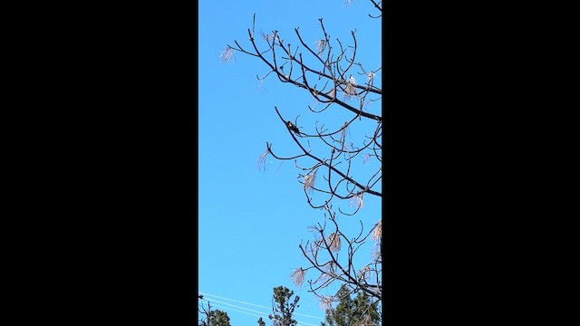 Еполетник червоноплечий - ML647397324