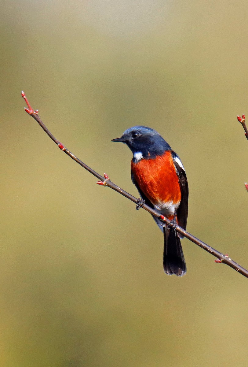 Ak Boğazlı Kızılkuyruk - ML647397325