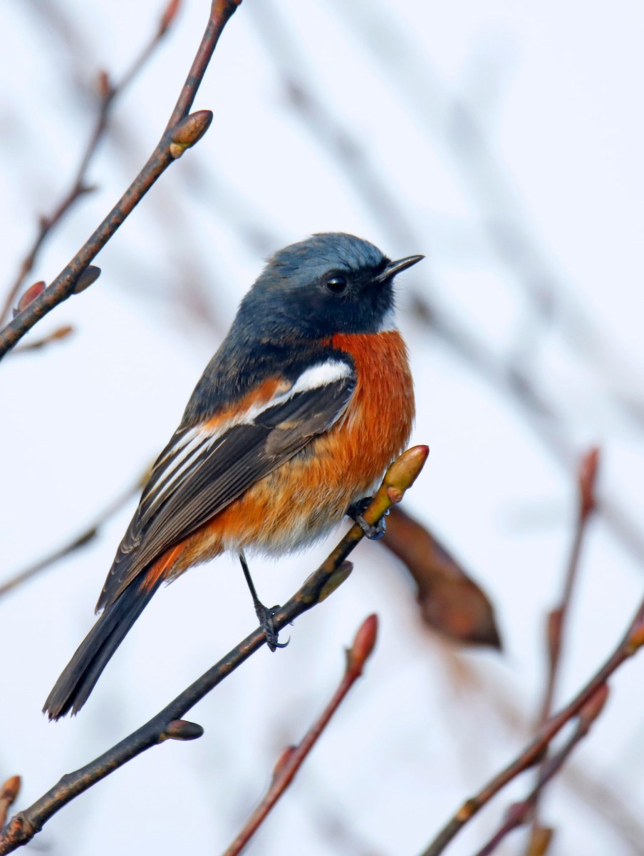 Ak Boğazlı Kızılkuyruk - ML647397326