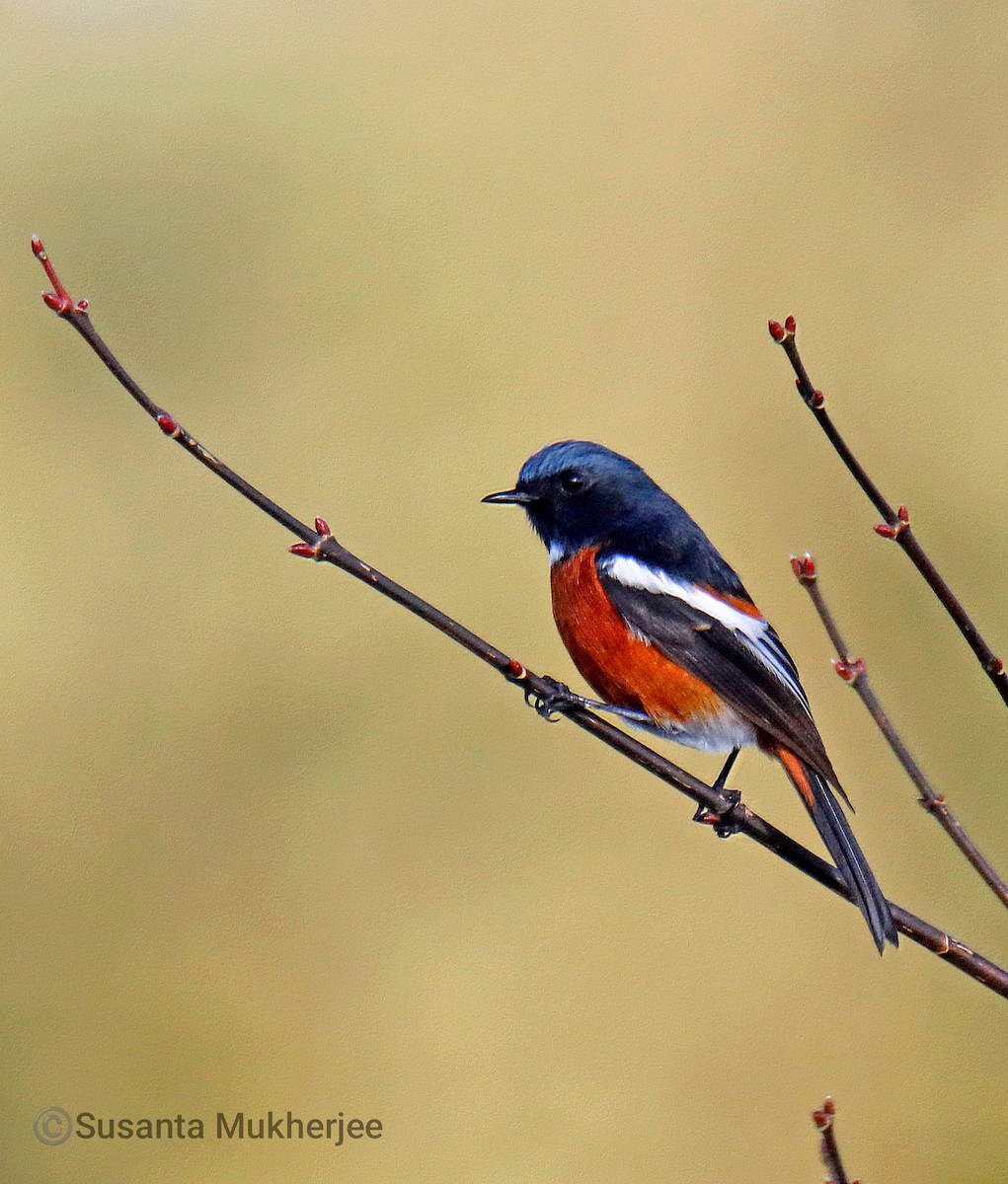 Ak Boğazlı Kızılkuyruk - ML647397327