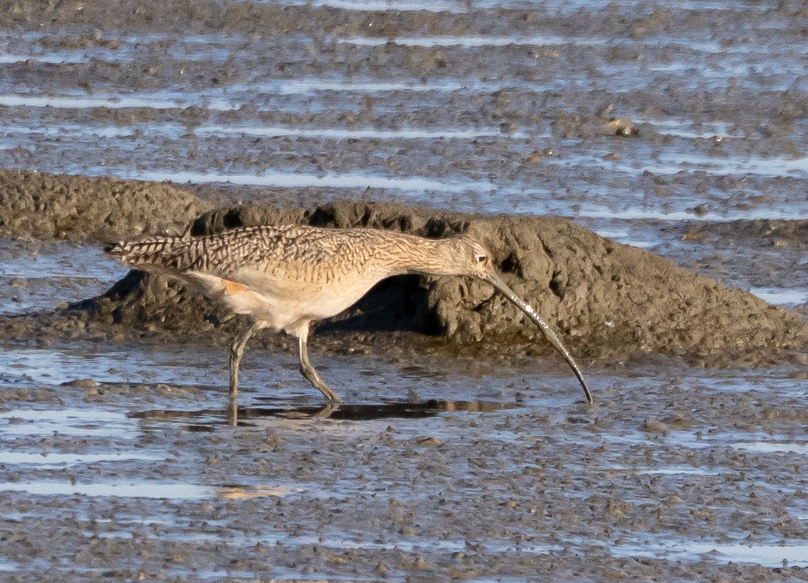 Кульон американський - ML647397331