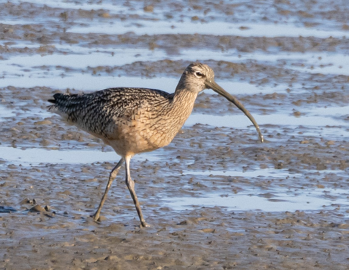 Кульон американський - ML647397334