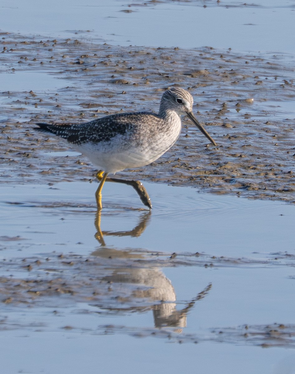Greater Yellowlegs - ML647397344
