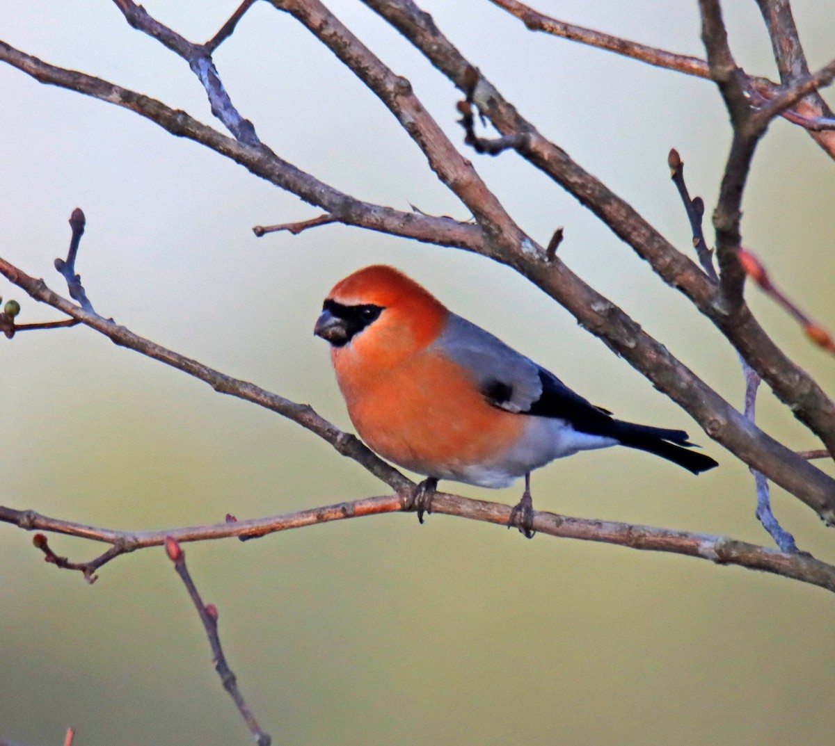 Red-headed Bullfinch - ML647397346