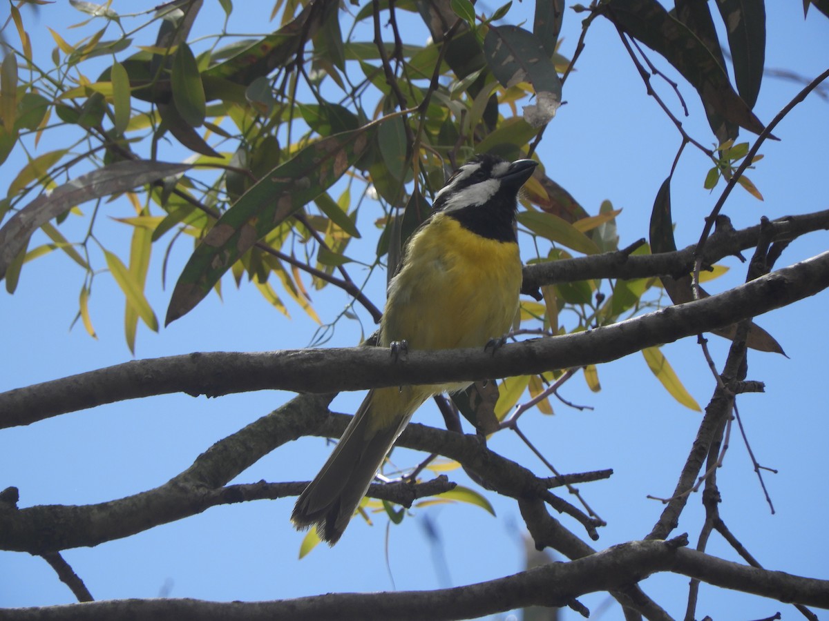 Silbador Cabezón Oriental - ML647397350