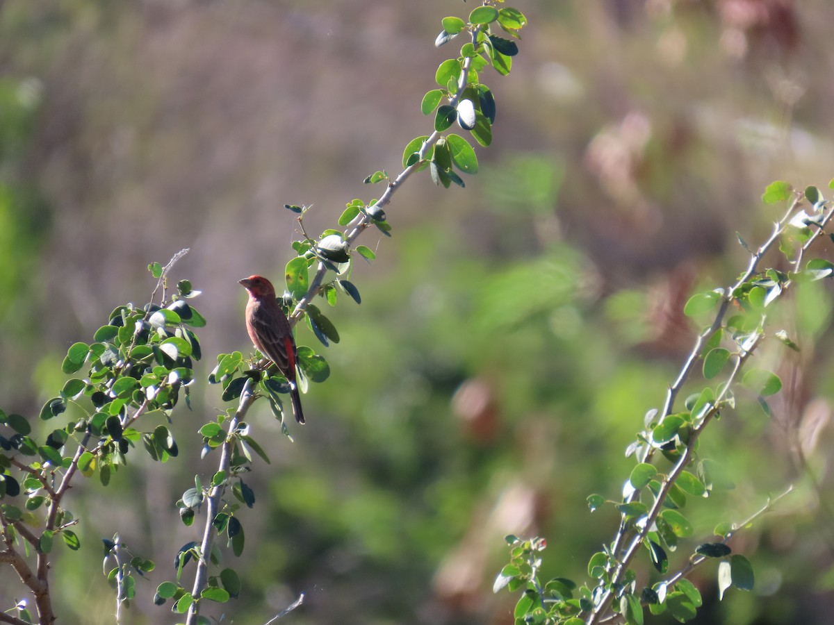 House Finch - ML647397351