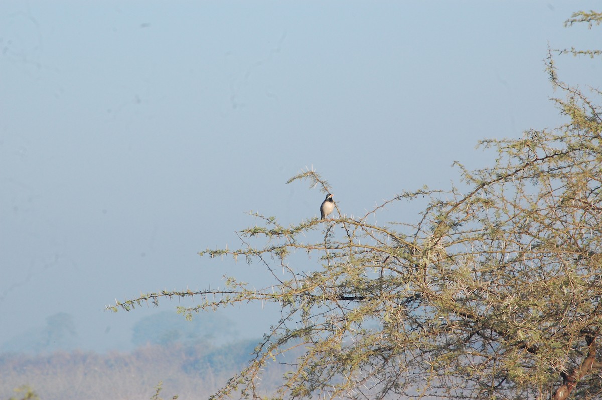 Indian Pied Starling - ML647397352