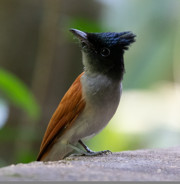Indian Paradise-Flycatcher - ML647397359
