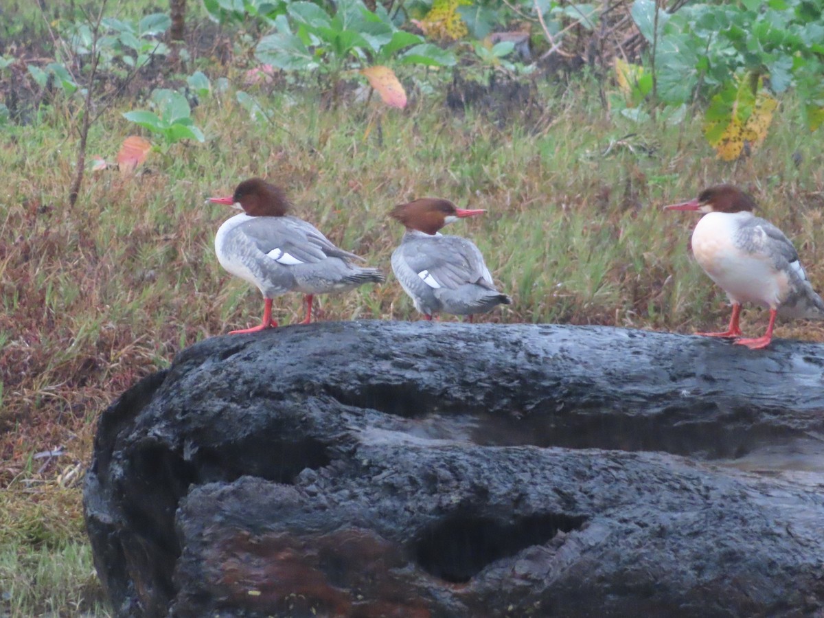 Grand Harle - ML647397374