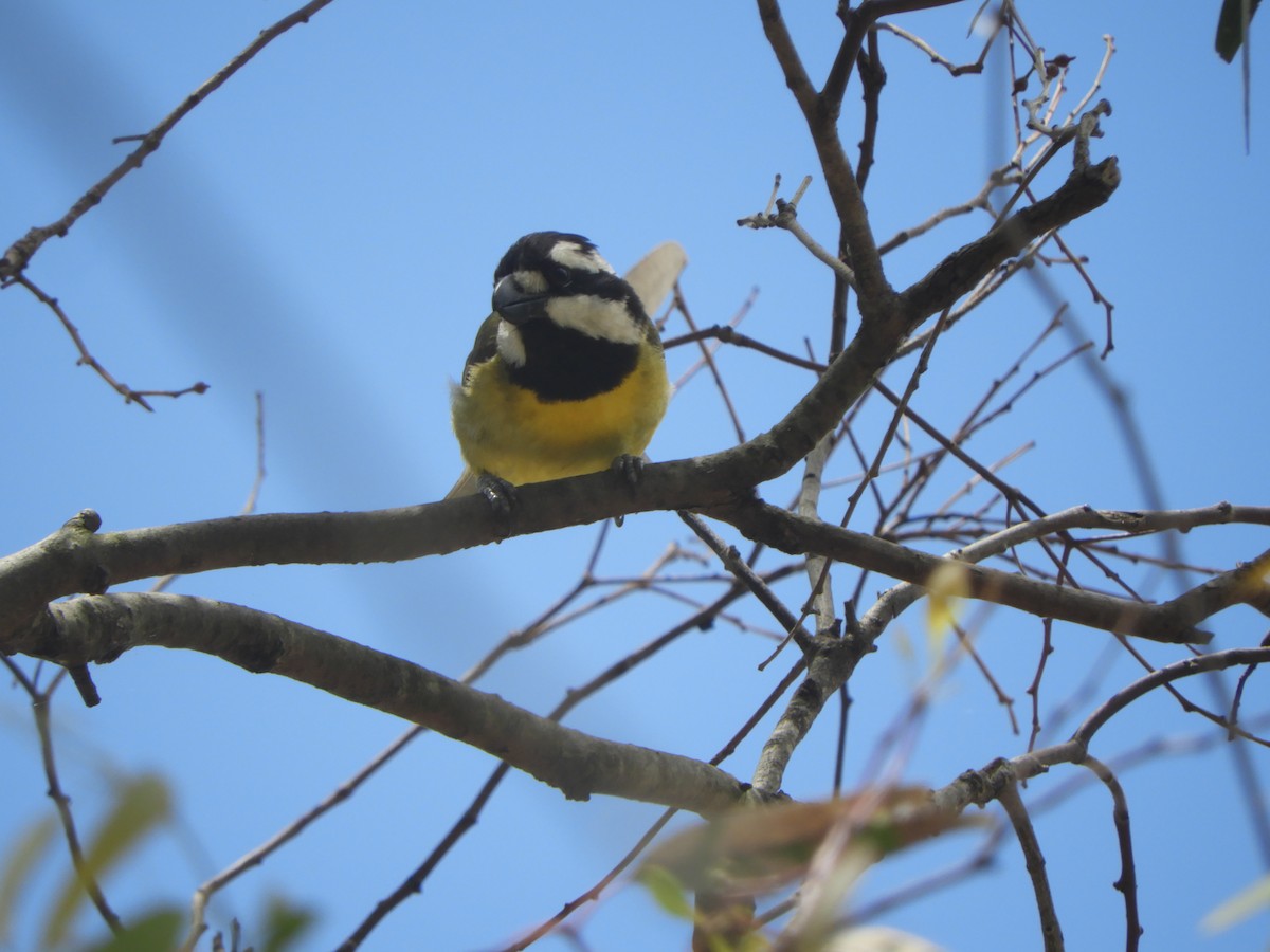 Silbador Cabezón Oriental - ML647397375