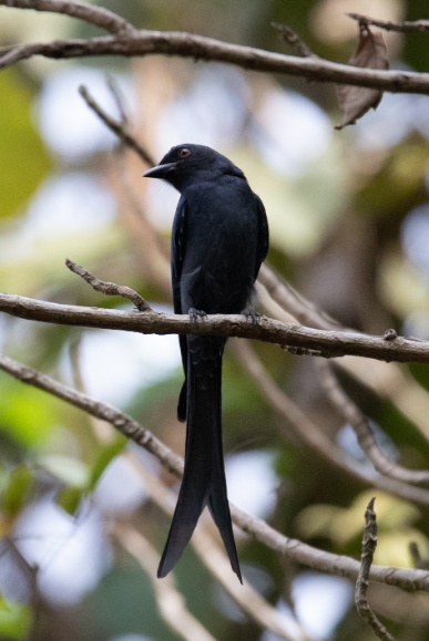 Ashy Drongo - ML647397376