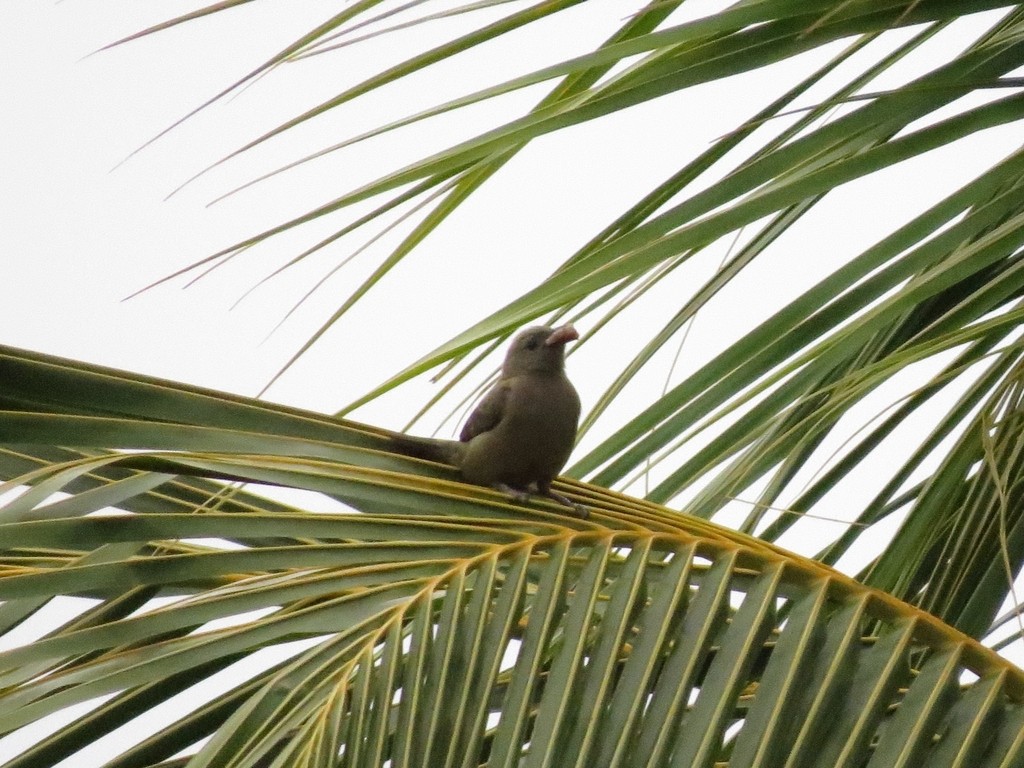 Tangara des palmiers - ML647397377