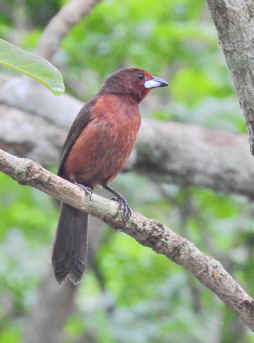 Silver-beaked Tanager - ML647397382