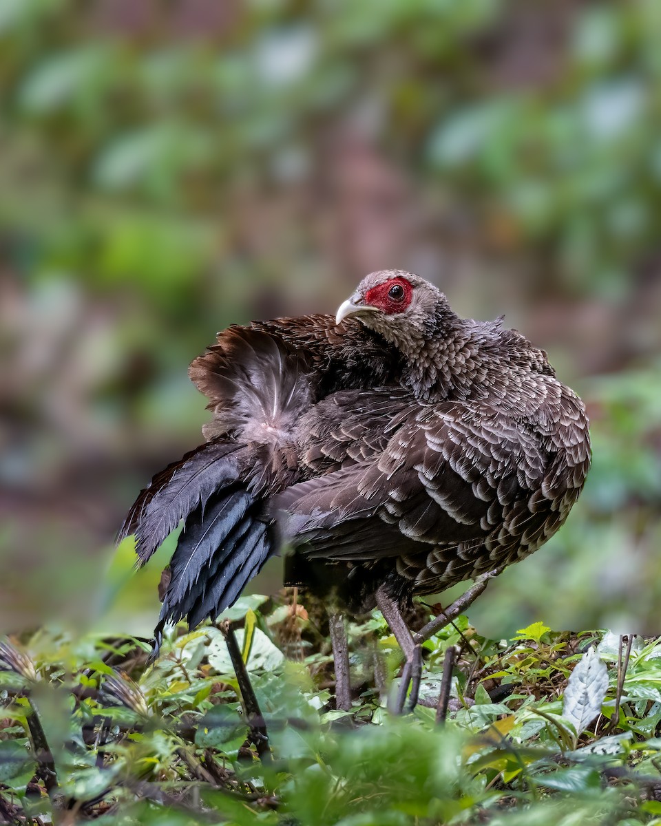 Kalij Pheasant - ML647397392